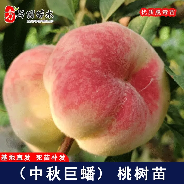嫁接中秋巨蟠桃树苗9月-10月成熟晚熟特大红毛蟠桃苗当年结果