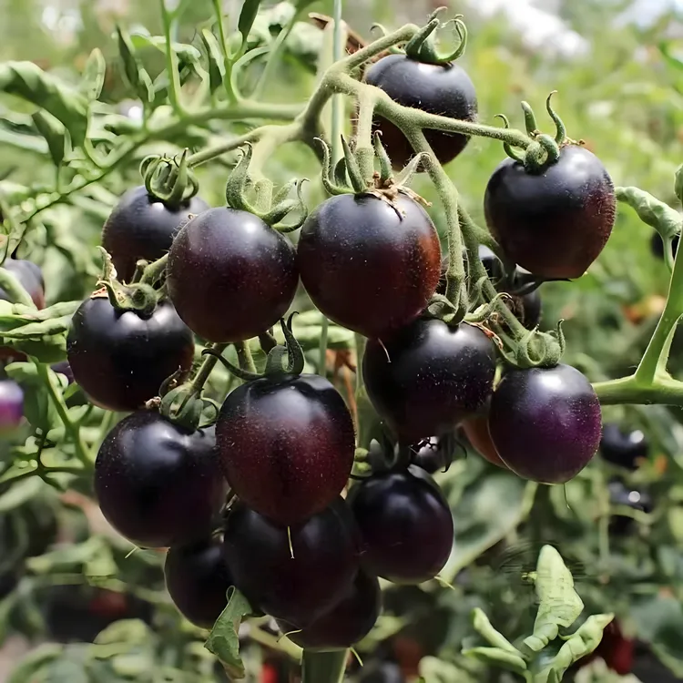 【蓝莓番茄种子】黑番茄家庭种植四季阳台盆栽易种易活