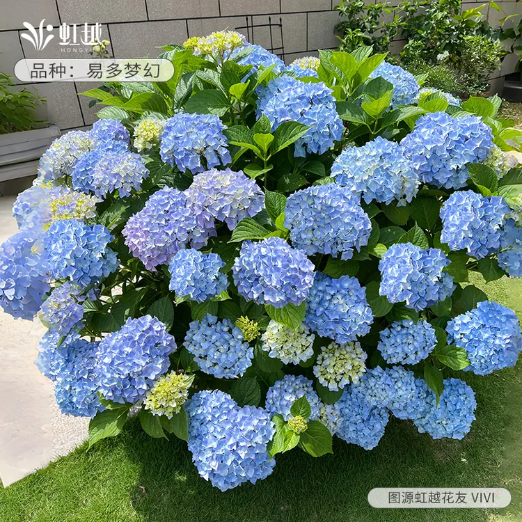 【双十一】花彩无尽夏绣球花盆栽阳台大花中华木绣球花手鞠庭院地栽