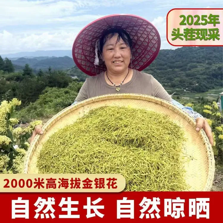 【姐妹花】可试喝30g正宗新货金银花无绒可用于泡水高山金银花头茬