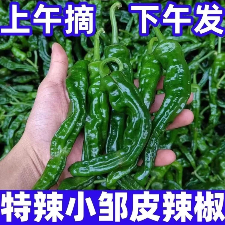新鲜露天辣椒小皱皮辣椒特辣爆辣皮薄香辣炒辣子鸡产地包邮