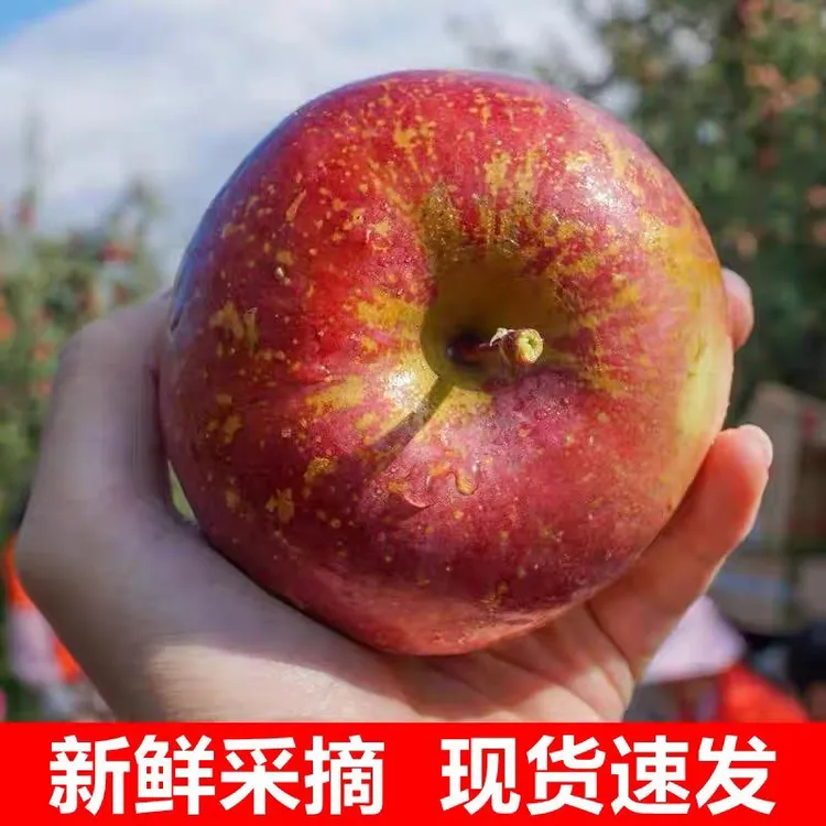 大凉山盐源苹果产地现摘现发新鲜脆甜多汁