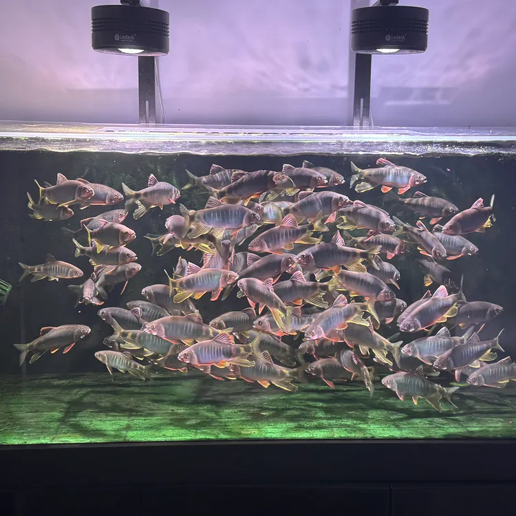 冷水耐活类高屏鱲异鱲红腹溪石斑等观赏鱼冬季无需加温