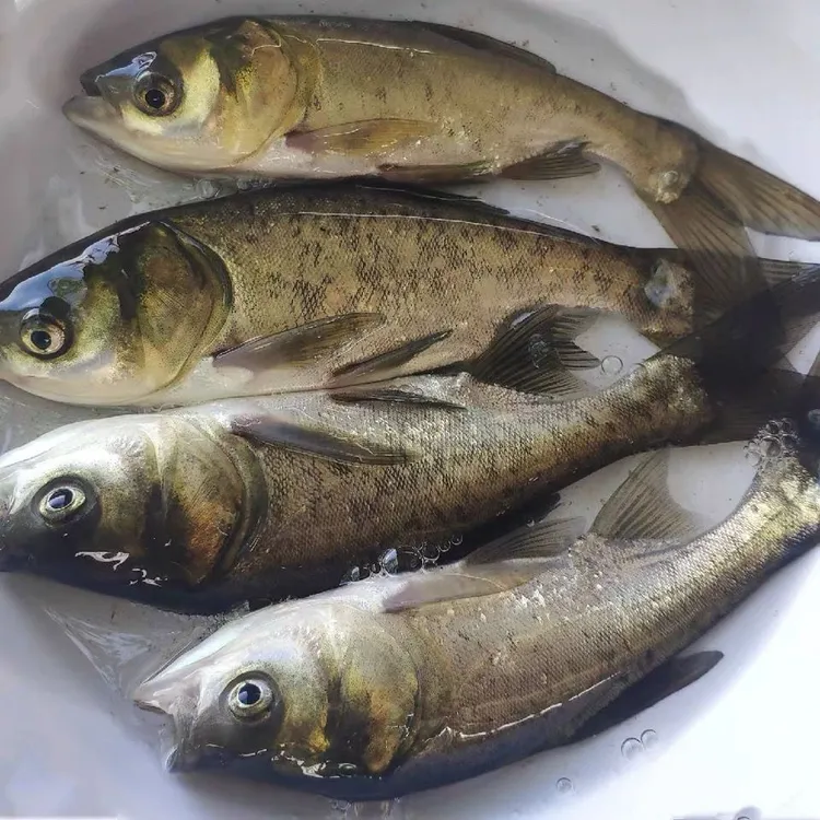 花鲢鱼鲢鱼 鲢鳙 大头鱼 广东广州发货
