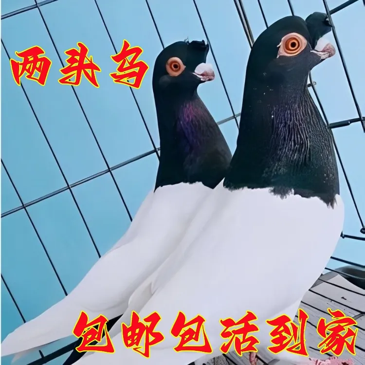 观赏鸽鸽子活物活体鸽幼鸽幼崽信鸽纯种观赏鸽两头乌长嘴黑乌