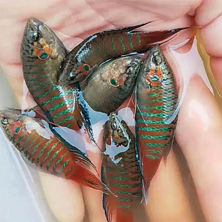 中国斗鱼活体包邮冷水原生鱼观赏活鱼叉尾耐养观赏鱼活体不用打氧