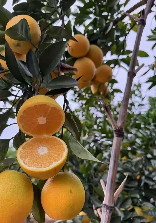 正宗赣南脐橙新鲜现摘带叶香甜多汁当季水果