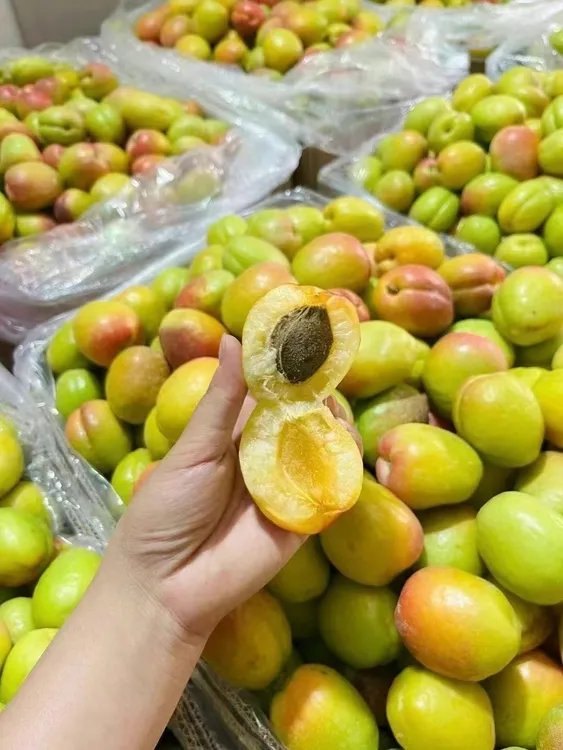 新疆胡安娜芒果杏新鲜应季水果甜润多汁孕妇优选空运到家