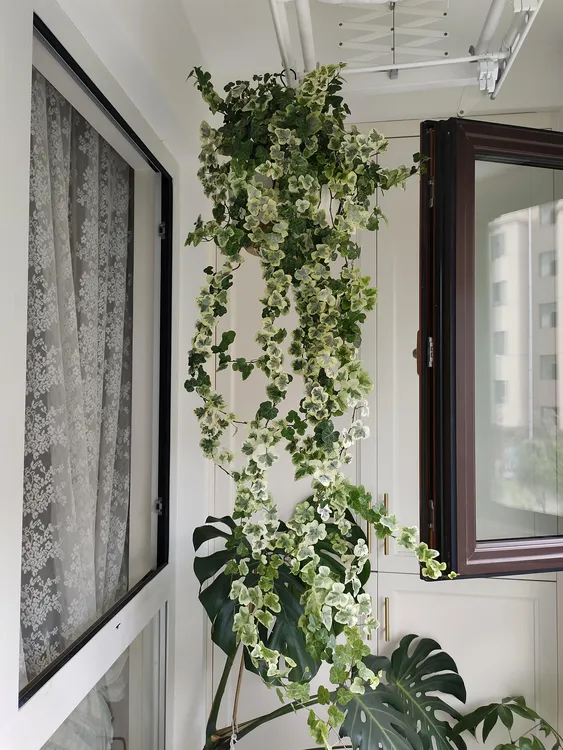 雪莹仙子常春藤垂吊爬藤绿植盆栽室内高级感垂盆草花卉网红植物