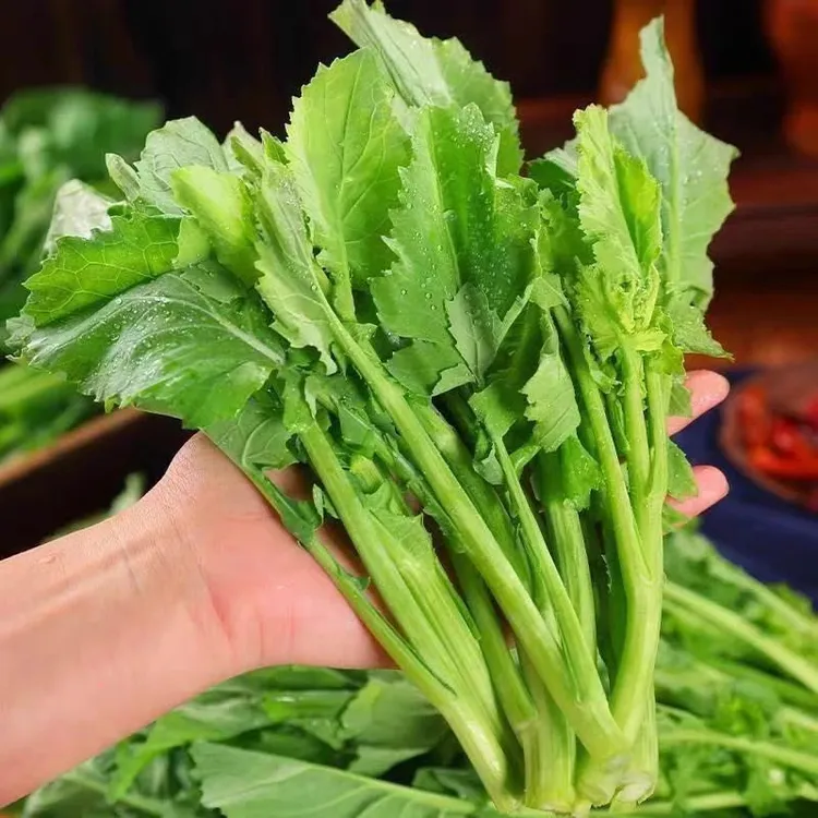 【板蓝根青菜种子】油苔菜种籽春夏秋四季种植蔬菜种孑商品图
