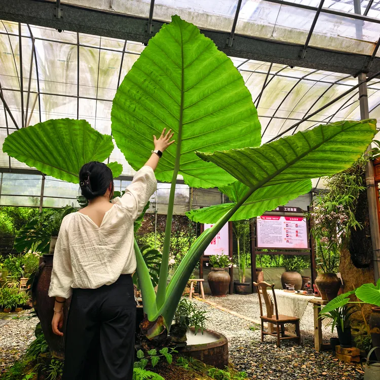 网红绿植龙猫同款象耳芋盆栽大叶如象耳懒人绿植热带风情植物