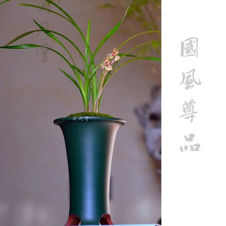 古典高雅自制细叶寒兰盆莲瓣兰花盆景室内宜兴紫砂盆客厅茶室装饰