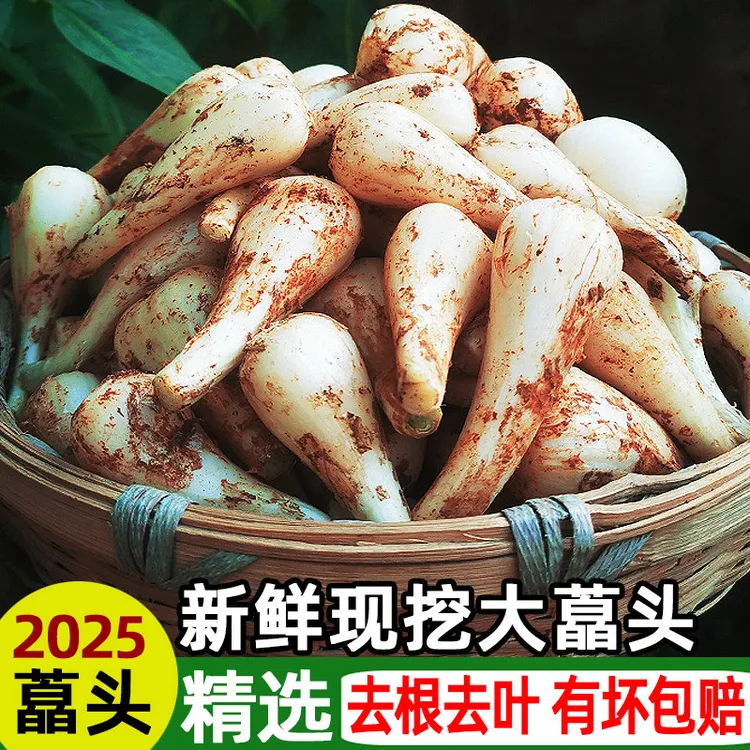 新鲜荞头2025现挖现发茭头农家自种下饭菜江西藠头精选大个