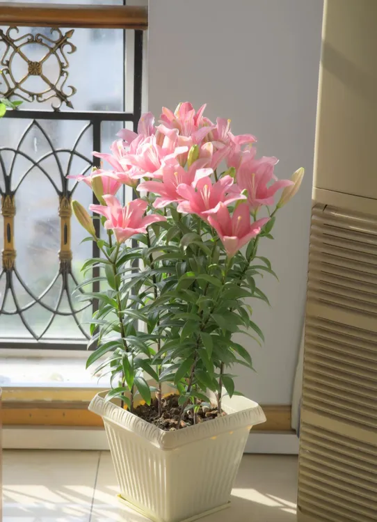 香水百合花盆栽苗鲜花带花苞四季开花室内外阳台花卉爆花神器好养