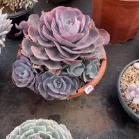 254尘埃玫瑰 一物一拍多肉