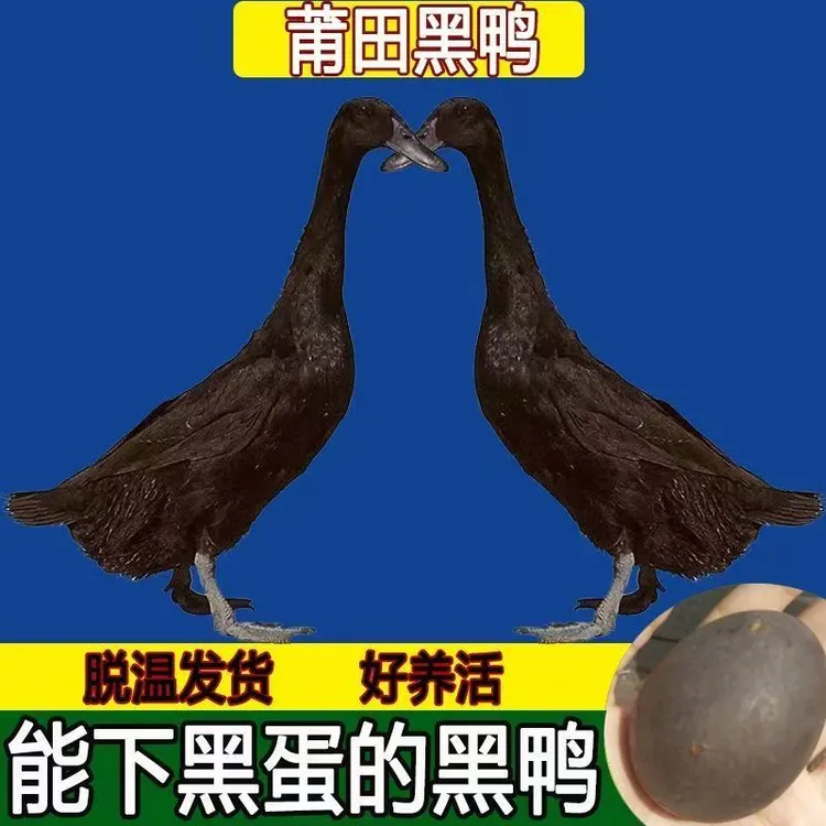 莆田黑鸭脱温鸭产黑鸭蛋土鸭高产蛋鸭黑骛鸭