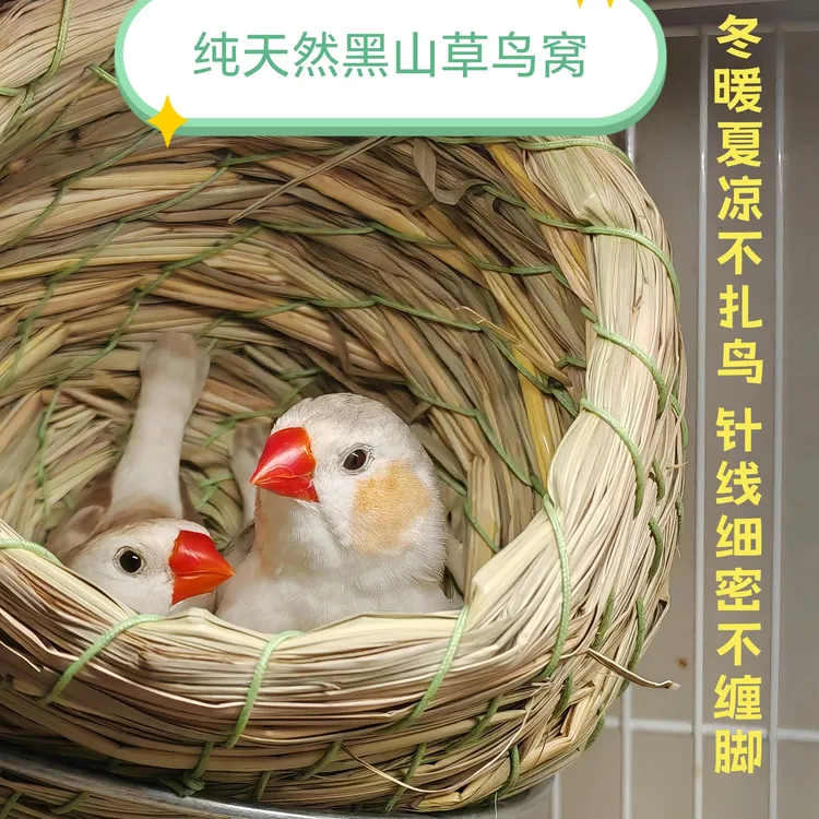纯天然黑山草珍珠鸟文鸟十姐妹鸟窝