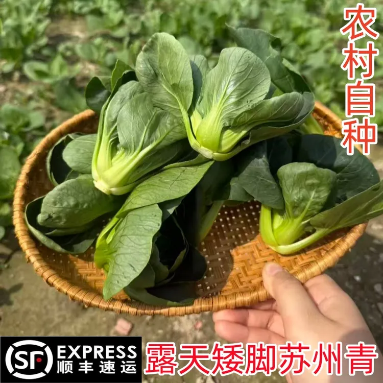 【顺丰包邮】矮脚小青菜黑叶青菜太湖菜苏州青现摘现发新鲜