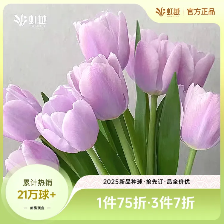 虹越进口 | 荷兰郁金香种球5度球水培土培易养花园阳台可盆栽球根