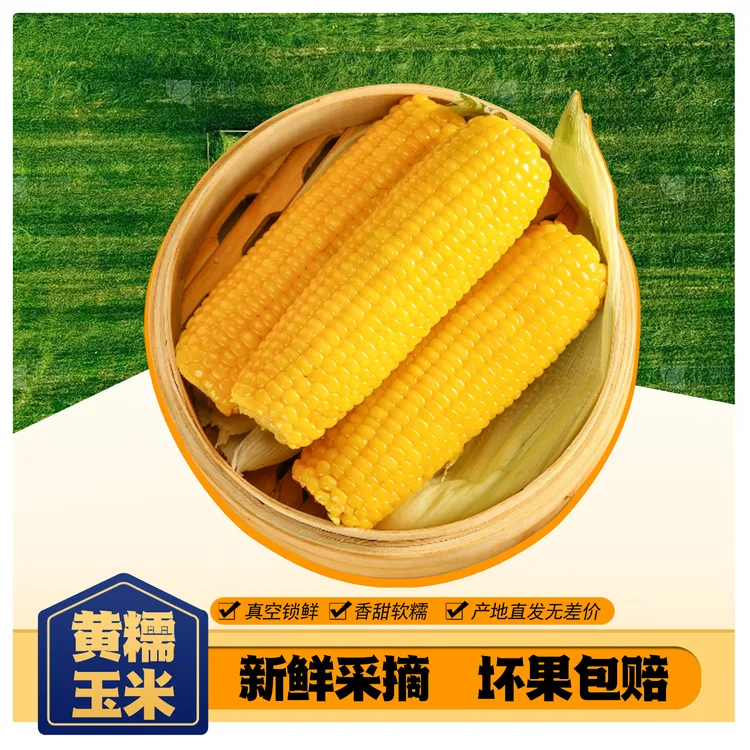 【试吃4根】25年东北头茬黄糯玉米软糯香甜好吃整箱10根5斤以上