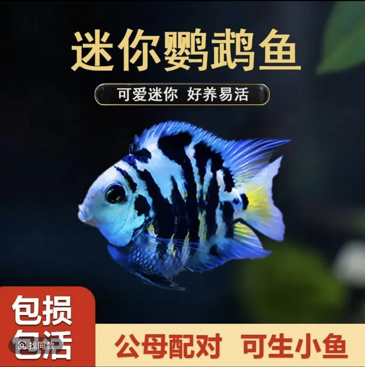 包邮包损精品迷你鹦鹉鱼淡水热带耐活观赏鱼苗可繁殖种鱼