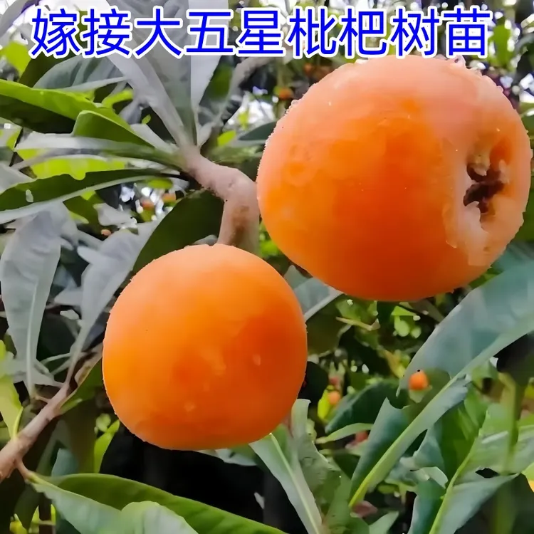 枇杷树苗  嫁接大五星枇杷树苗耐寒耐旱南北方庭院种植当年结果苗