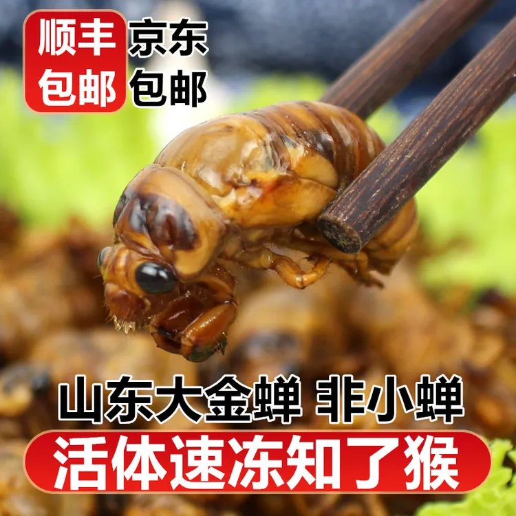 山东大知了猴复眼顺丰包邮活体速冻金蝉爬叉油炸新鲜知了瘦肉直播