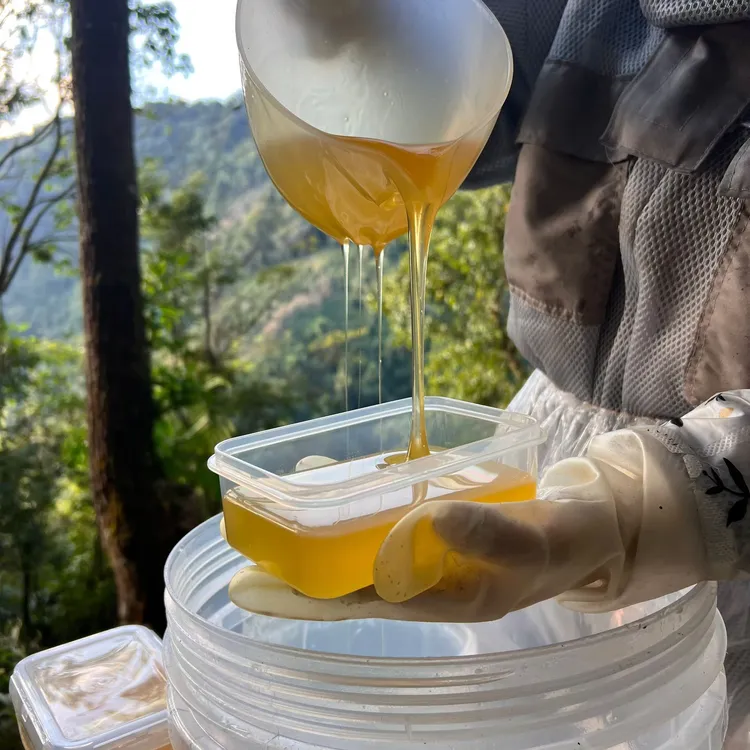云南德宏大山里的蜂蜜（悬崖蜜）花香丰富