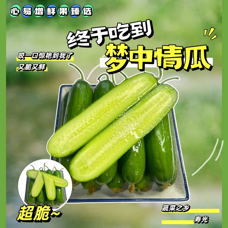 山东寿光 水果黄瓜 现摘现发 新鲜 多汁 无刺 生吃 包邮 售后无忧