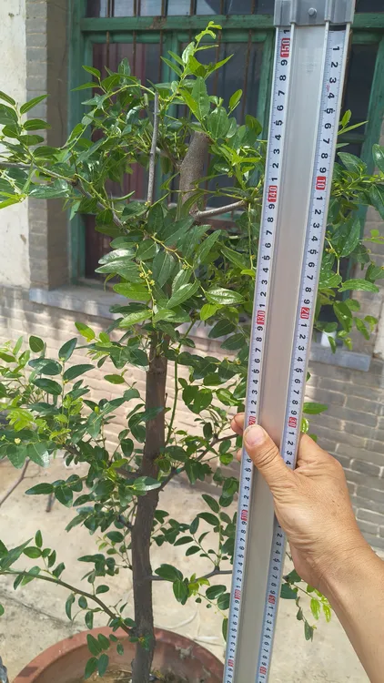 盆栽枣树正宗山西大枣稷山板枣十大名枣榜首