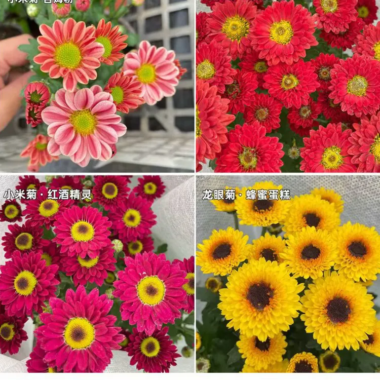 （满4盆包邮）玲珑可爱多爱之槟桃花精灵吉姆粉