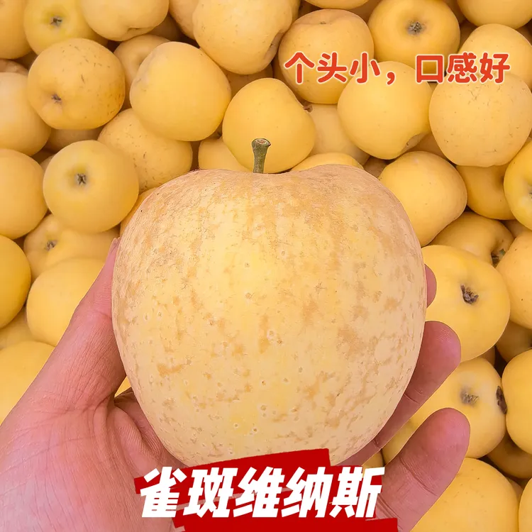 【黄金维纳斯苹果】正宗山东烟台苹果纯甜无酸脆甜多汁