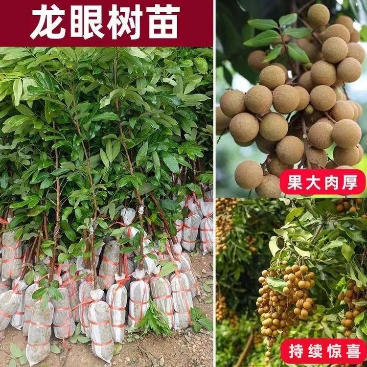 四季龙眼荔枝树苗嫁接苗石峡储良南方种植桂圆龙眼苗带土带叶发货