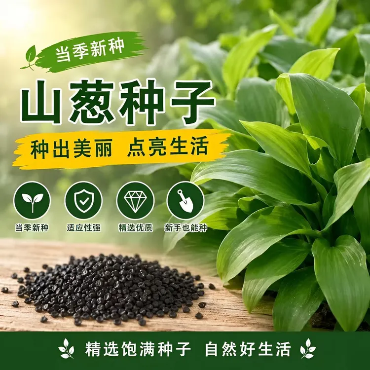 【四季山葱种子种孑】山葱种孑盆栽小院四季皆宜南北方种孑商品图