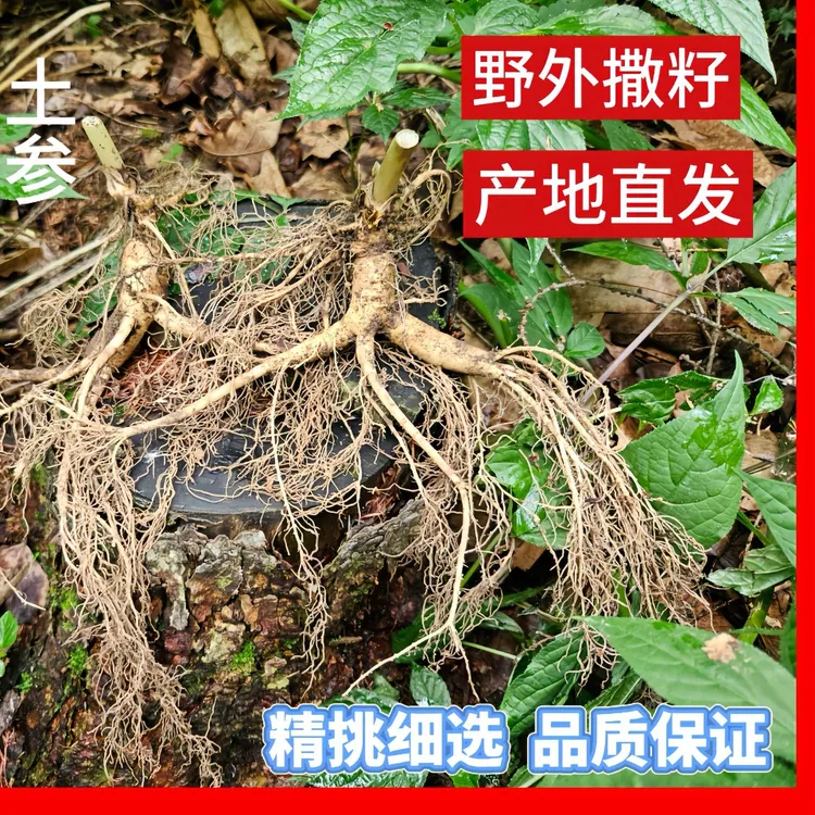 穗桓(福参记少爷)长白山带土林下参 顺丰一单一发支持截图