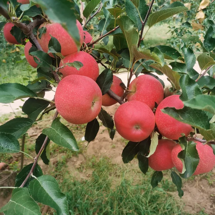 洛川早熟红富士苹果10斤正宗当季新鲜水果脆甜多汁冰糖心现摘美国