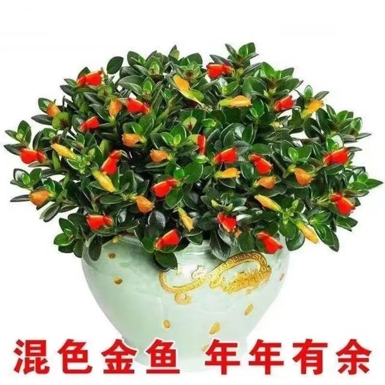 聚财金鱼吊兰盆栽绿植花卉净化空气吸甲醛室内绿植盆栽