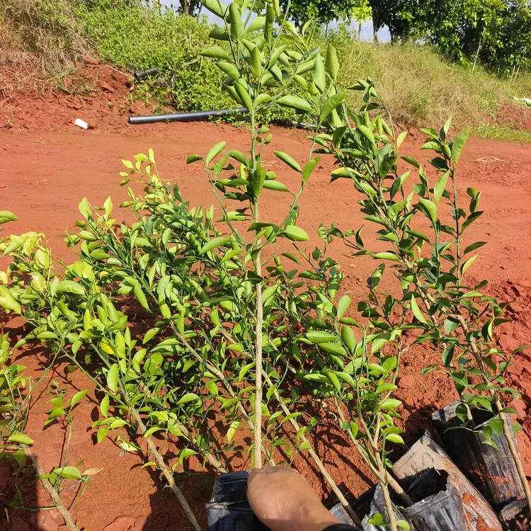 川红橘一年杯苗随机发货