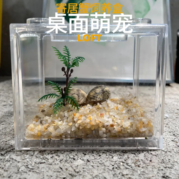 寄居蟹桌面萌宠新手饲养套餐办公室宿舍宠物解压宠物