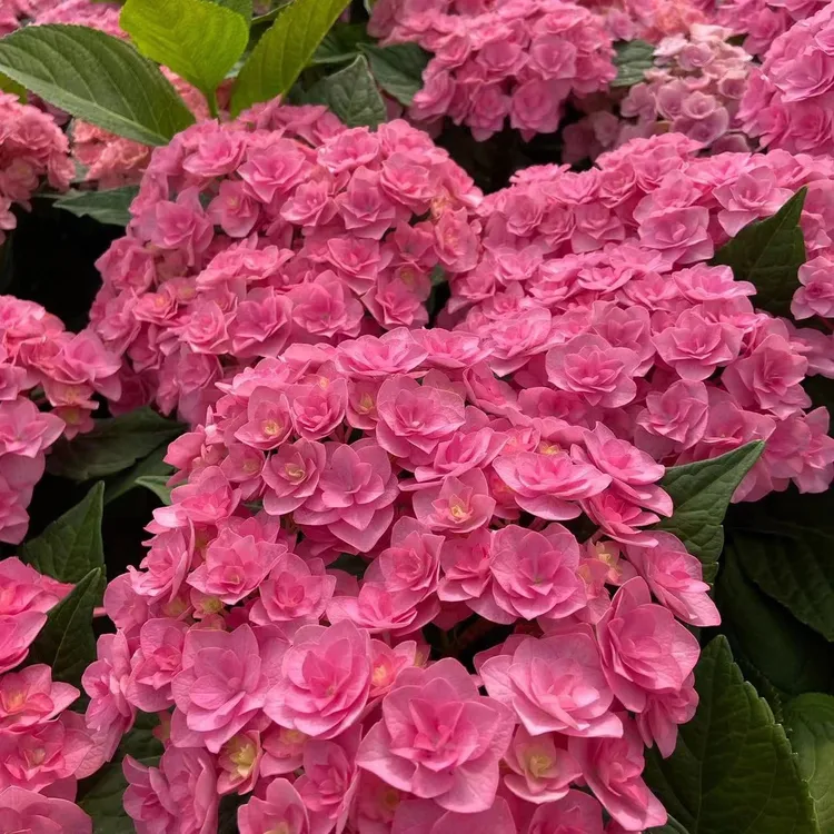 火星的花园/太阳神殿新手入门新老枝开花绣球/直立粗壮耐晒