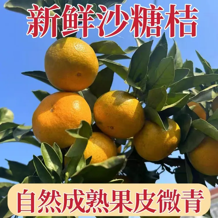 正宗广西桂林金秋砂糖桔子蜜橘应季新鲜水果产地直发爆甜多汁
