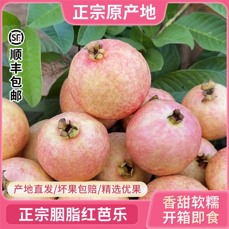 正宗增城树上熟四季胭脂红软糯香甜鸡屎果顺丰高质量水果农产芭乐