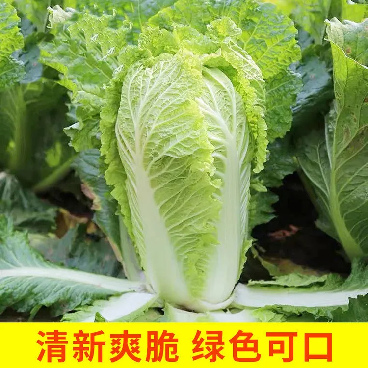 【甘肃高山种植大白菜】霜打白菜新鲜产地直发