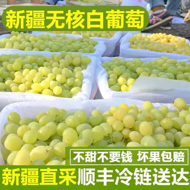 新疆吐鲁番火焰山无核白葡萄新鲜葡萄皮薄无籽纯甜5斤装