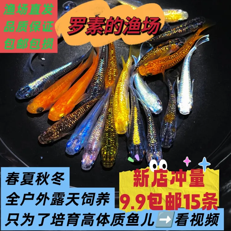 精品观背青鳉小型冷水观赏鱼天使大蛇球体星光混搭玛利亚长鳍种鱼