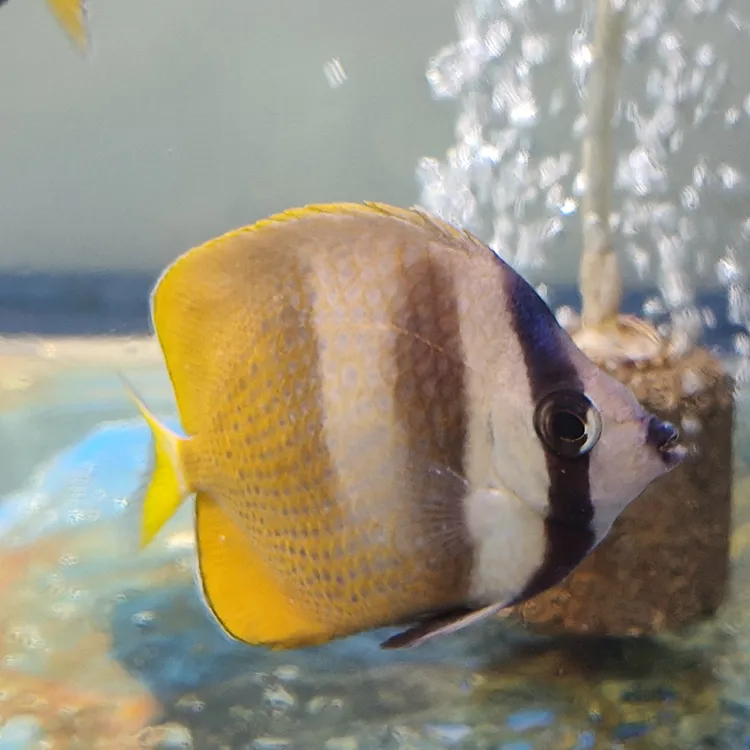 麻包蝶8CM毛海水鱼活体观赏鱼开口颗粒可看吃料视频
