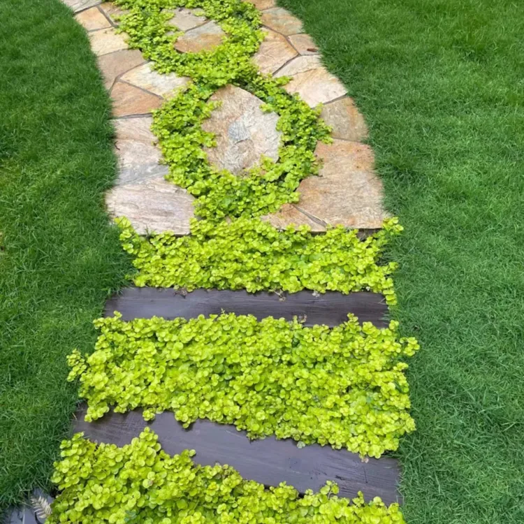 金叶过路黄 多年生垂钓过路黄 四季常青耐寒植物 黄金万年草