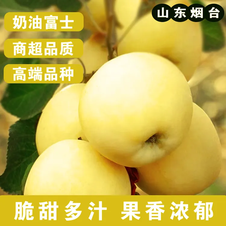 【头茬新果】2025正宗奶油富士苹果脆甜应季水果生鲜食品新鲜水果TG