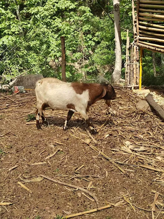 【半羊/整羊+20KG】河南香炉山养殖场 整扇/切块 100%腿排 现宰现卖