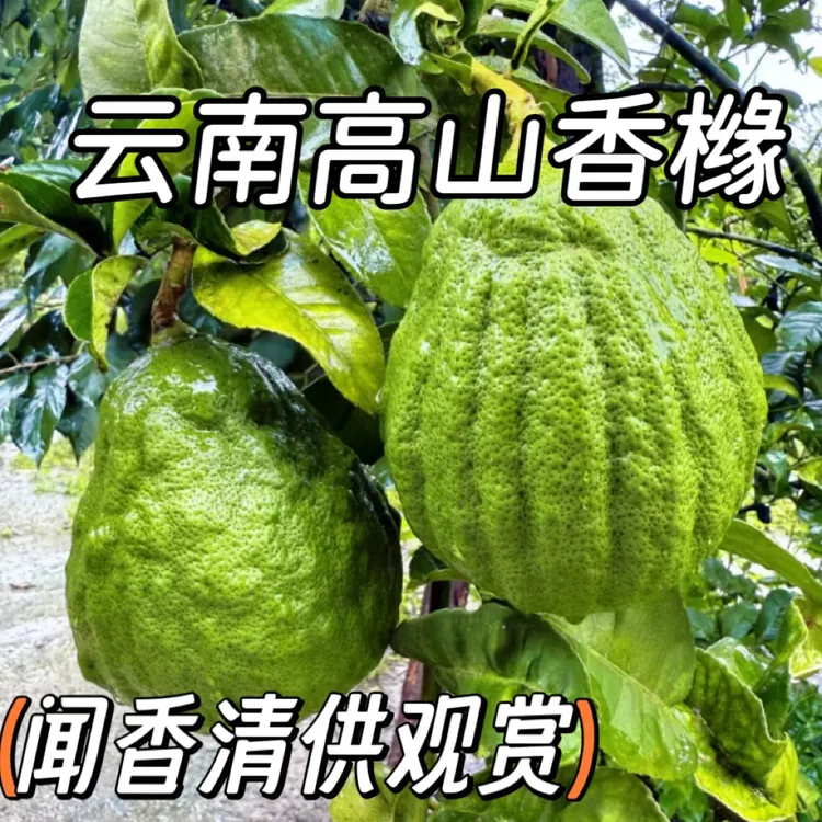 云南高山新鲜现摘香橼可切片煮茶观赏天然清香绿植闻香香橼果